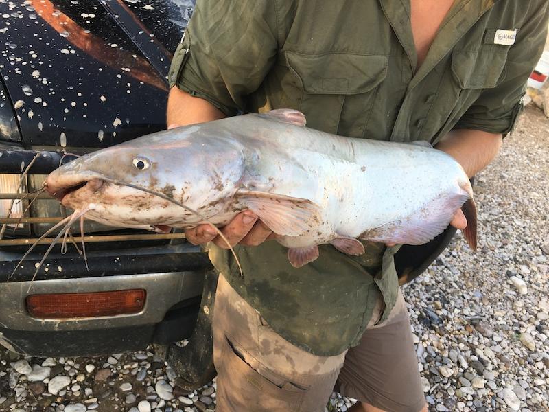 Blue Catfish