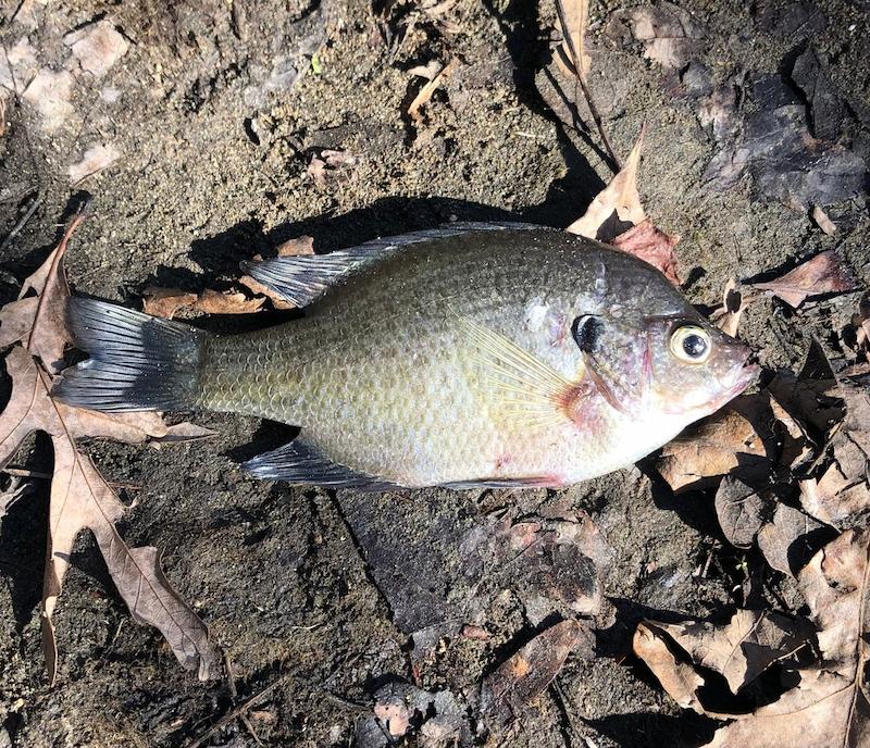 Bluegill