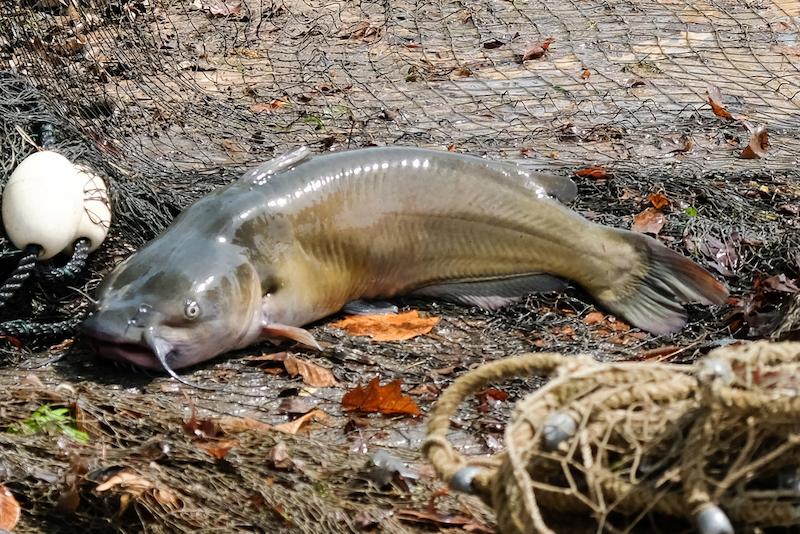 Channel Catfish