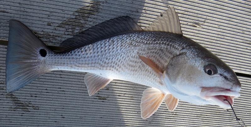 Red Drum