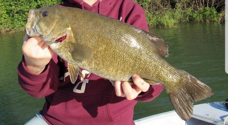 Smallmouth Bass