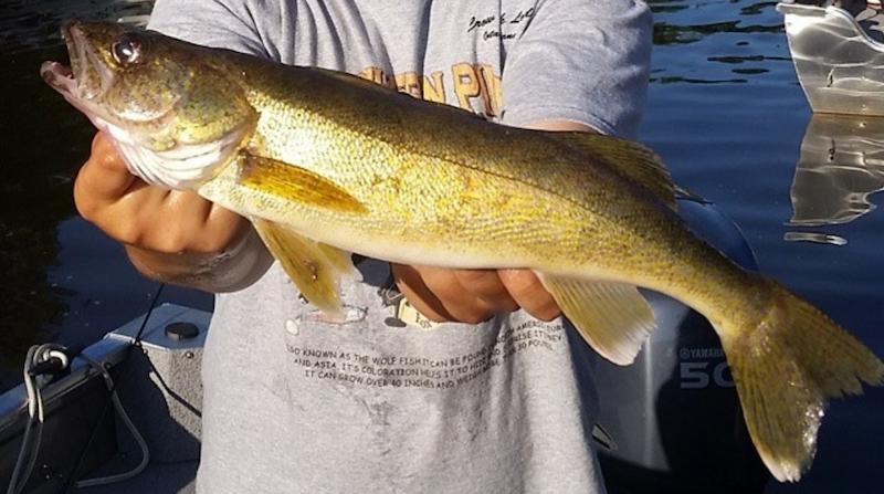 Walleye