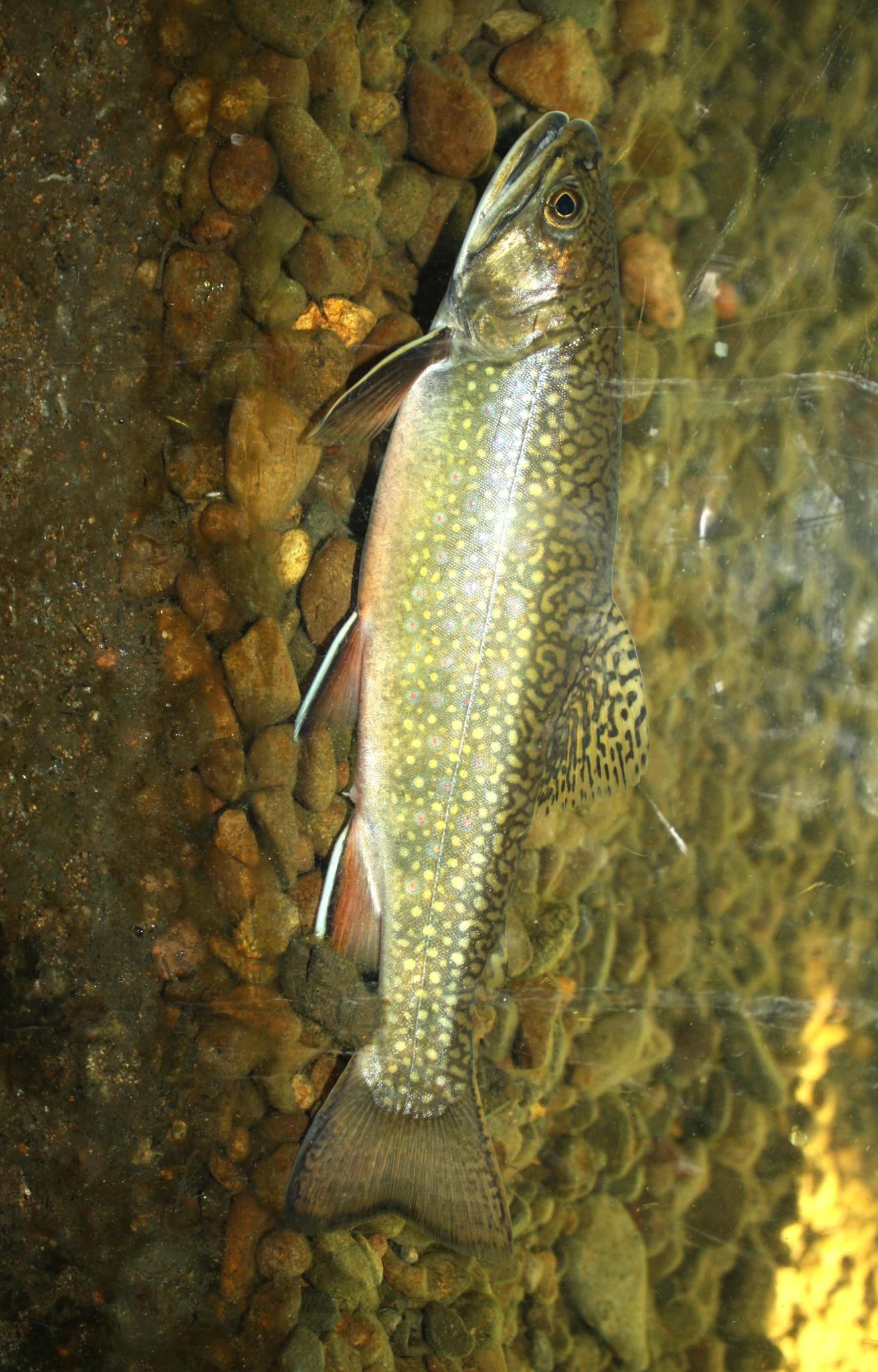 Brook trout