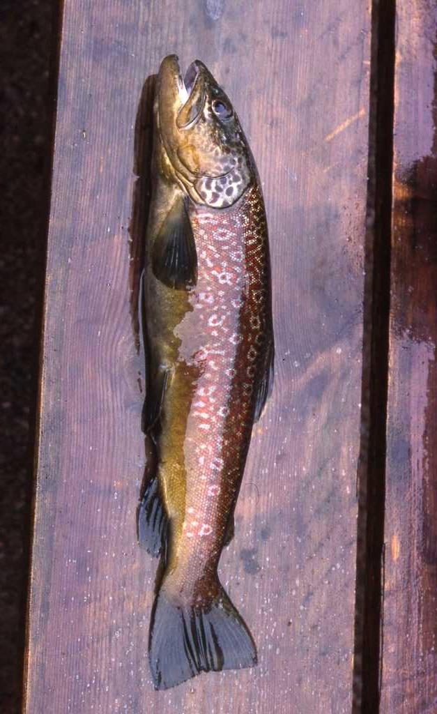 Brown trout