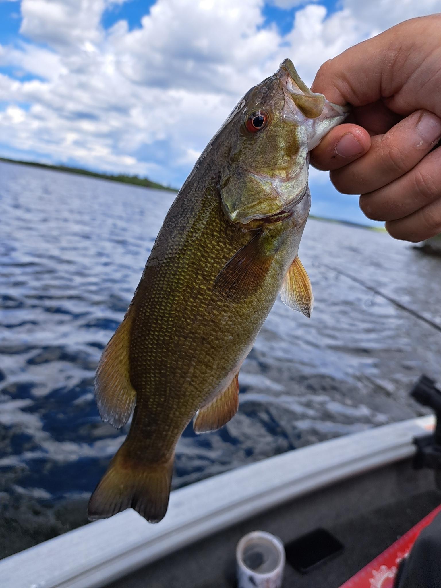 Smallmouth Bass