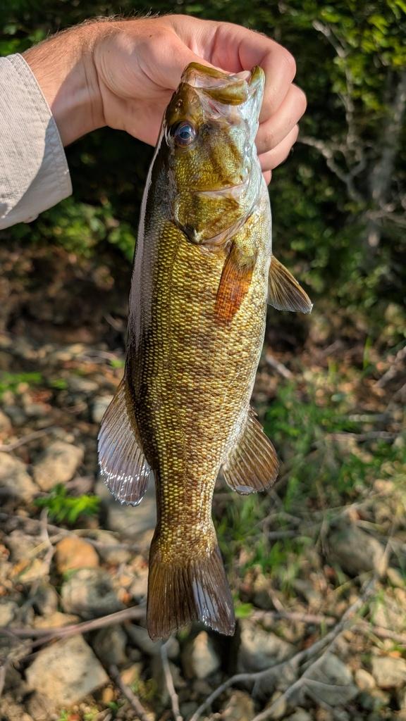 Smallmouth bass