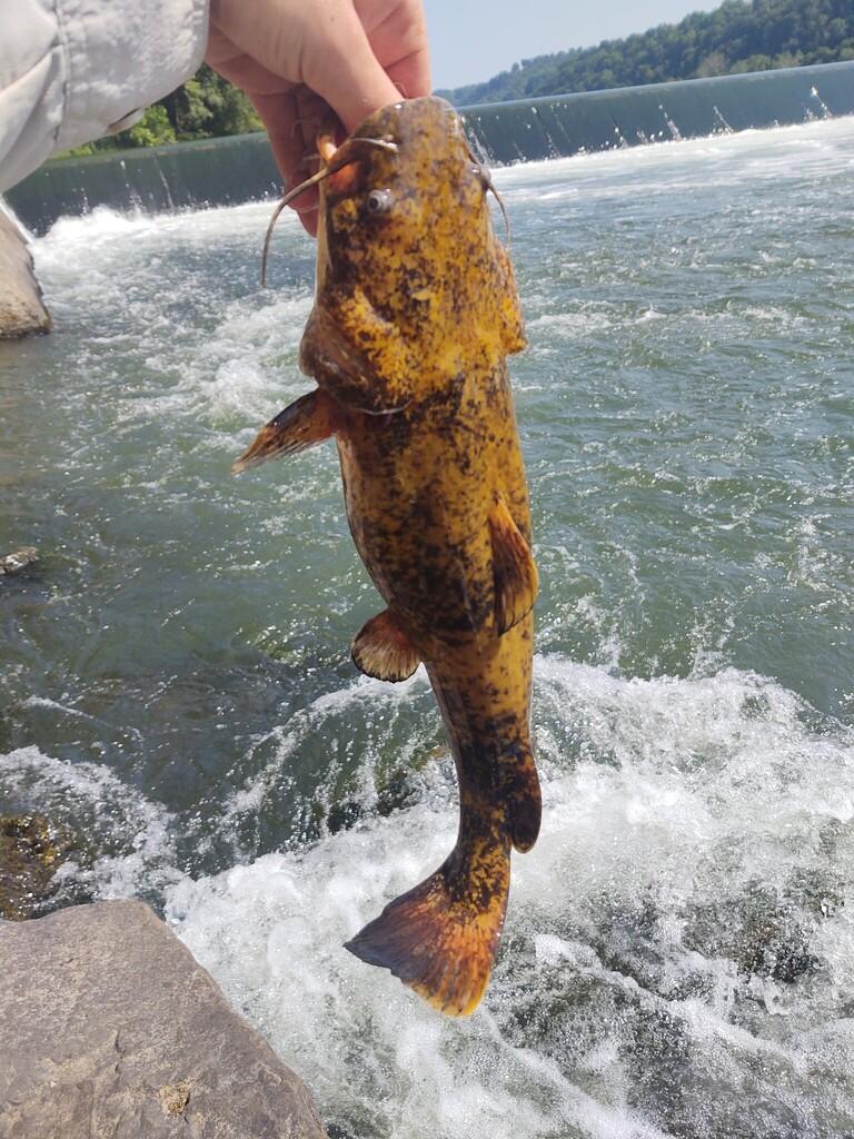 Flathead catfish