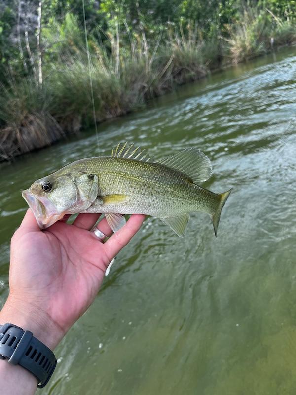 Largemouth Bass