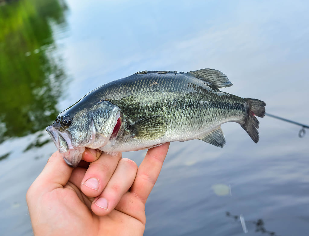 Largemouth bass