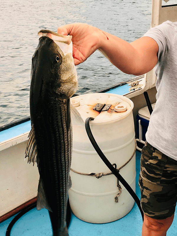 Striped Bass
