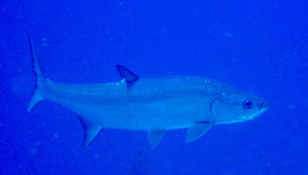 Atlantic Tarpon