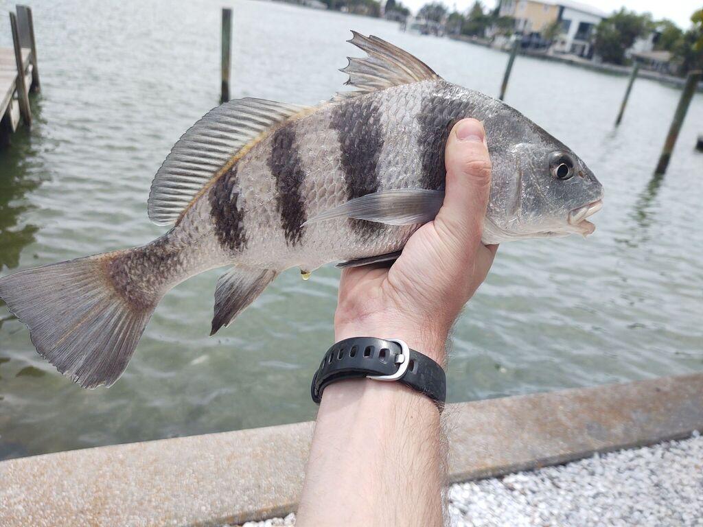 Black Drum