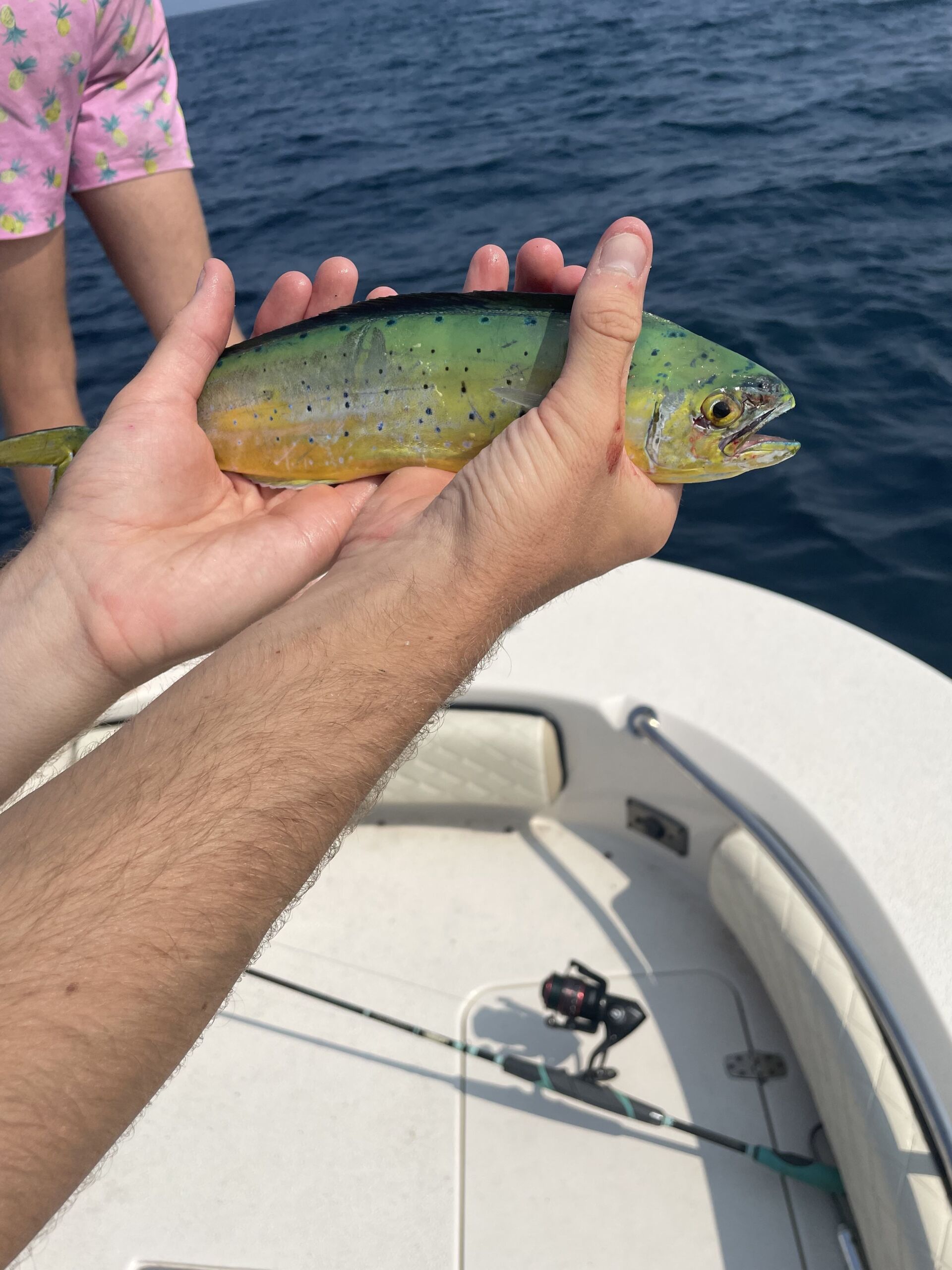 Fishing seasons in Florida for Mahi Mahi