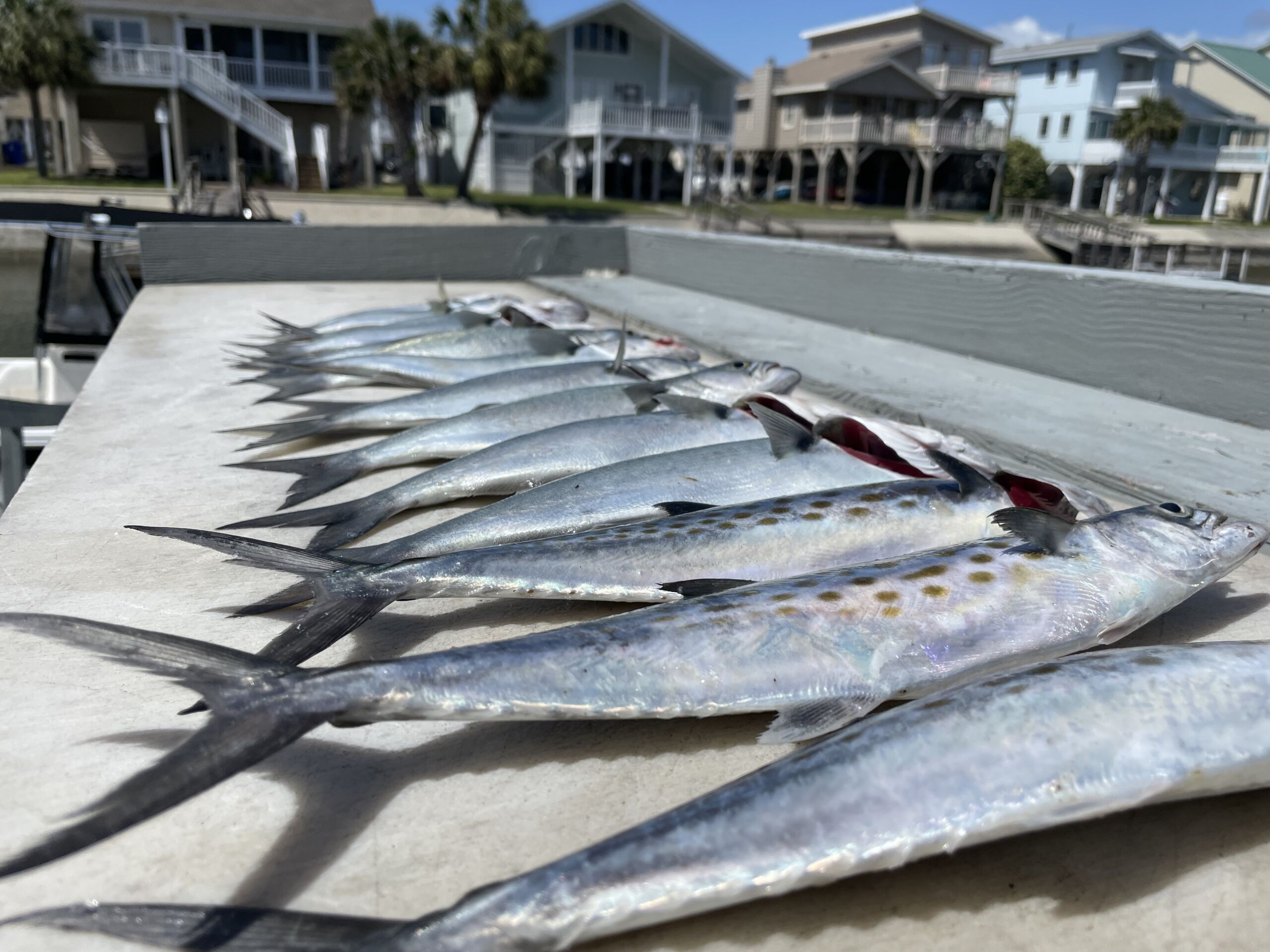 Florida Fishing Seasons: Your Comprehensive Guide