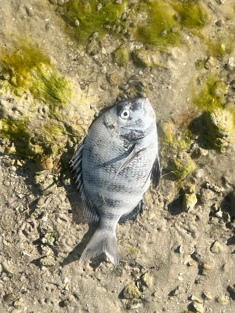 Sheepshead