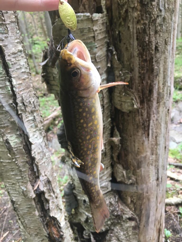 Brook trout