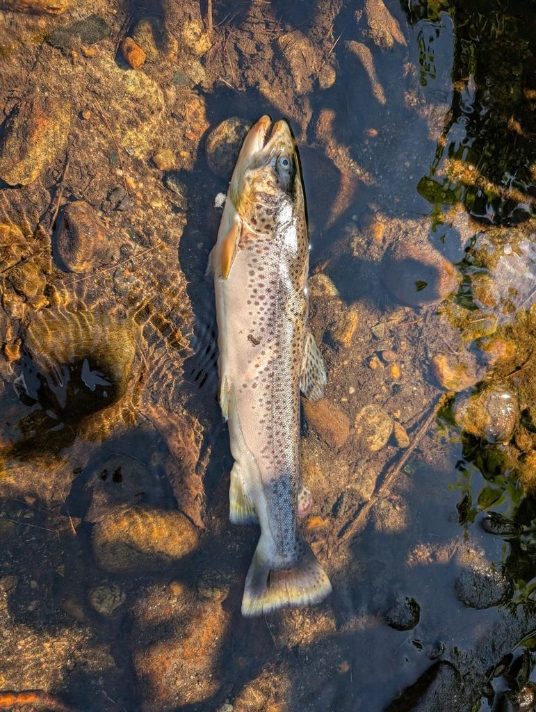 Brown trout