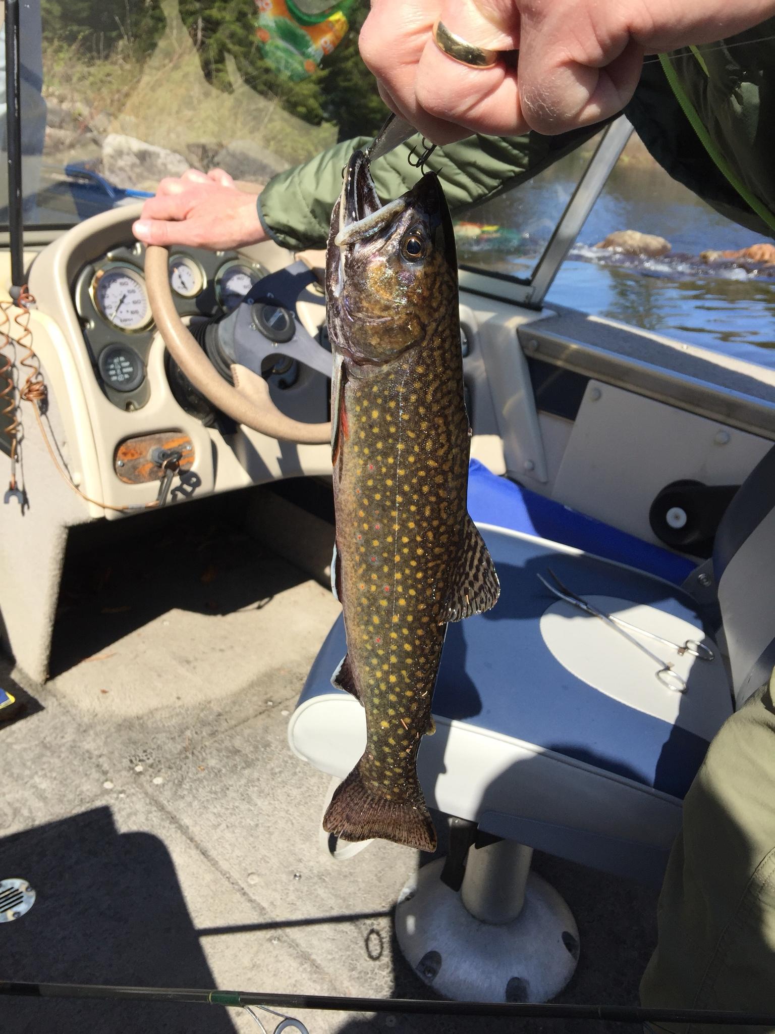 Brook Trout