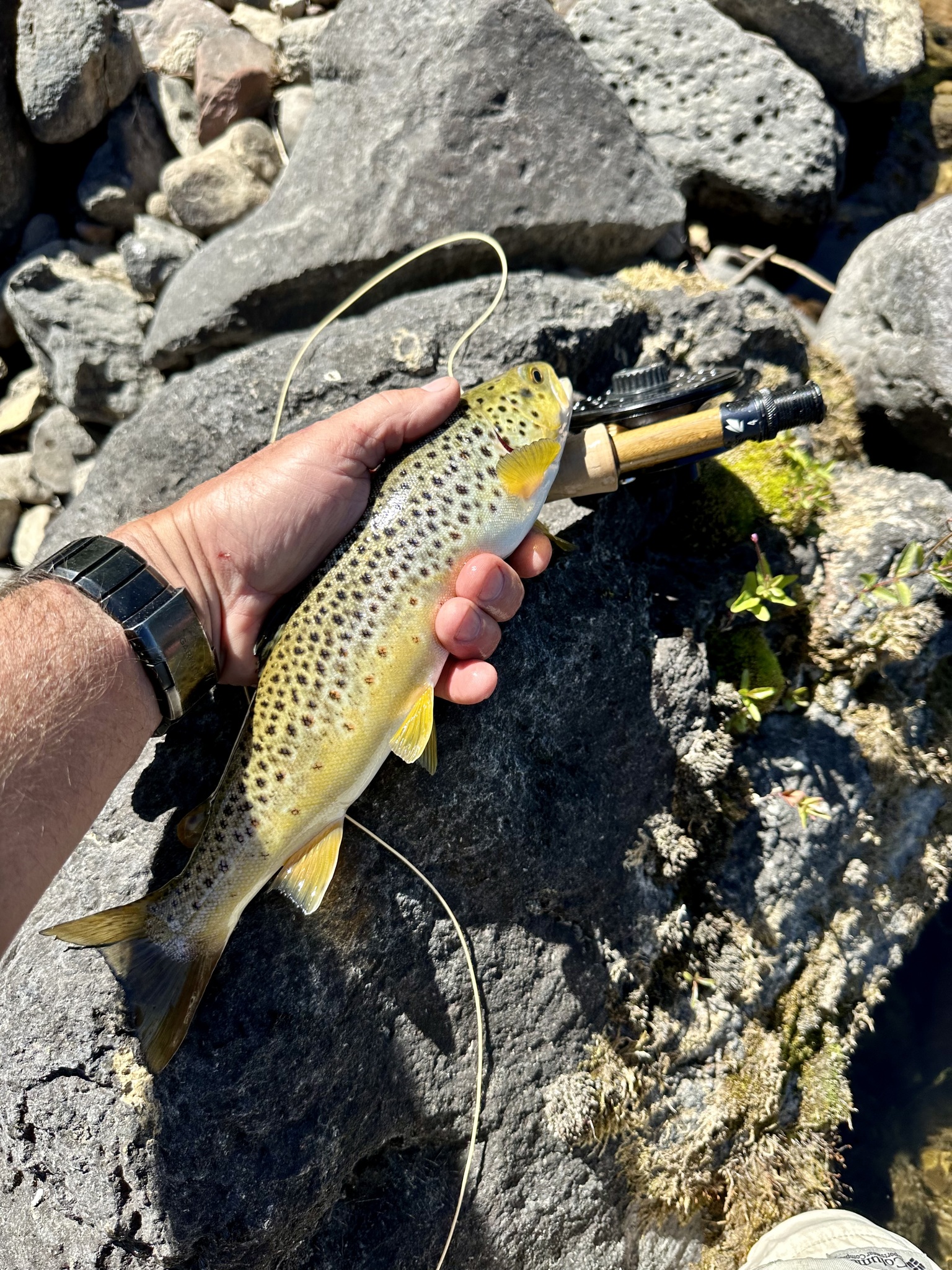 Brown Trout
