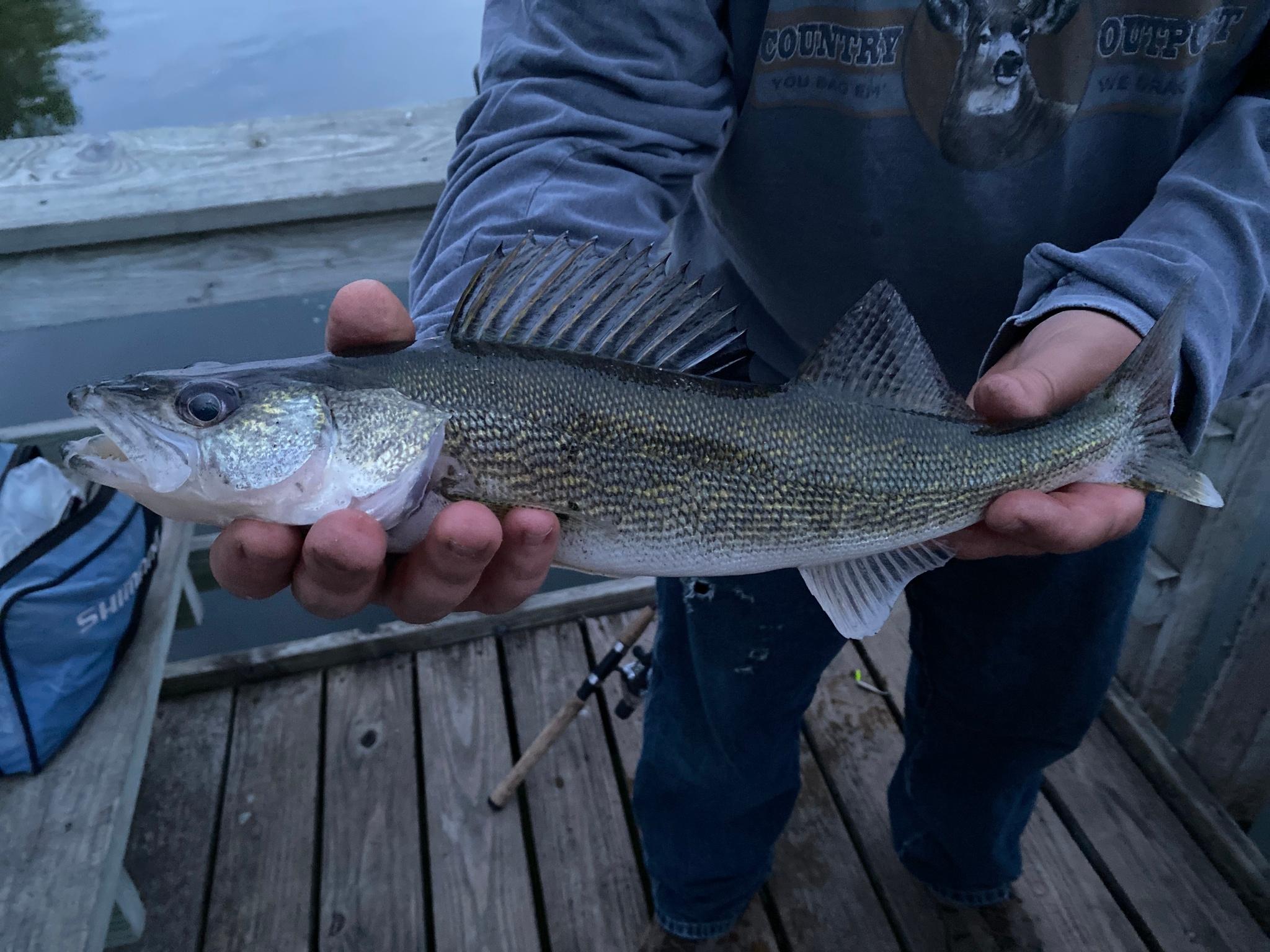 Walleye