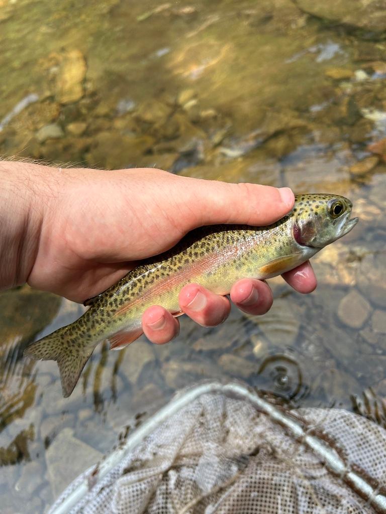 Rainbow trout