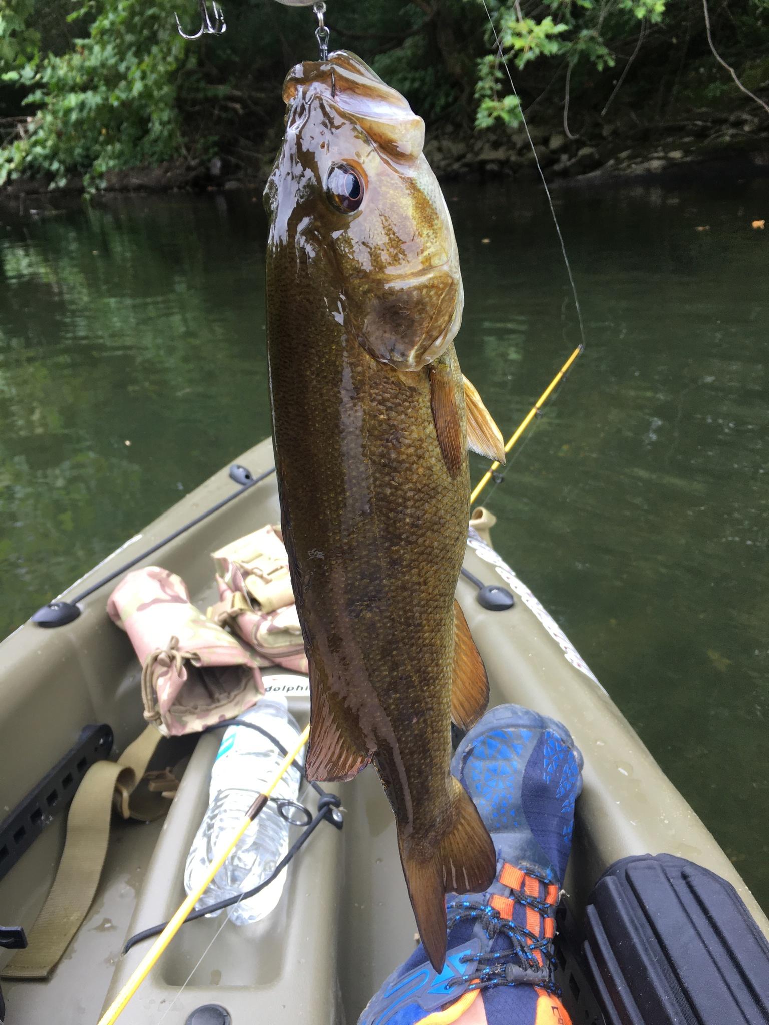 Smallmouth Bass