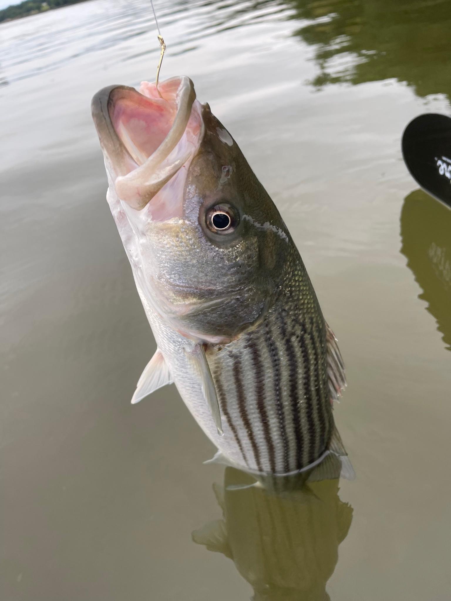 Striped Bass