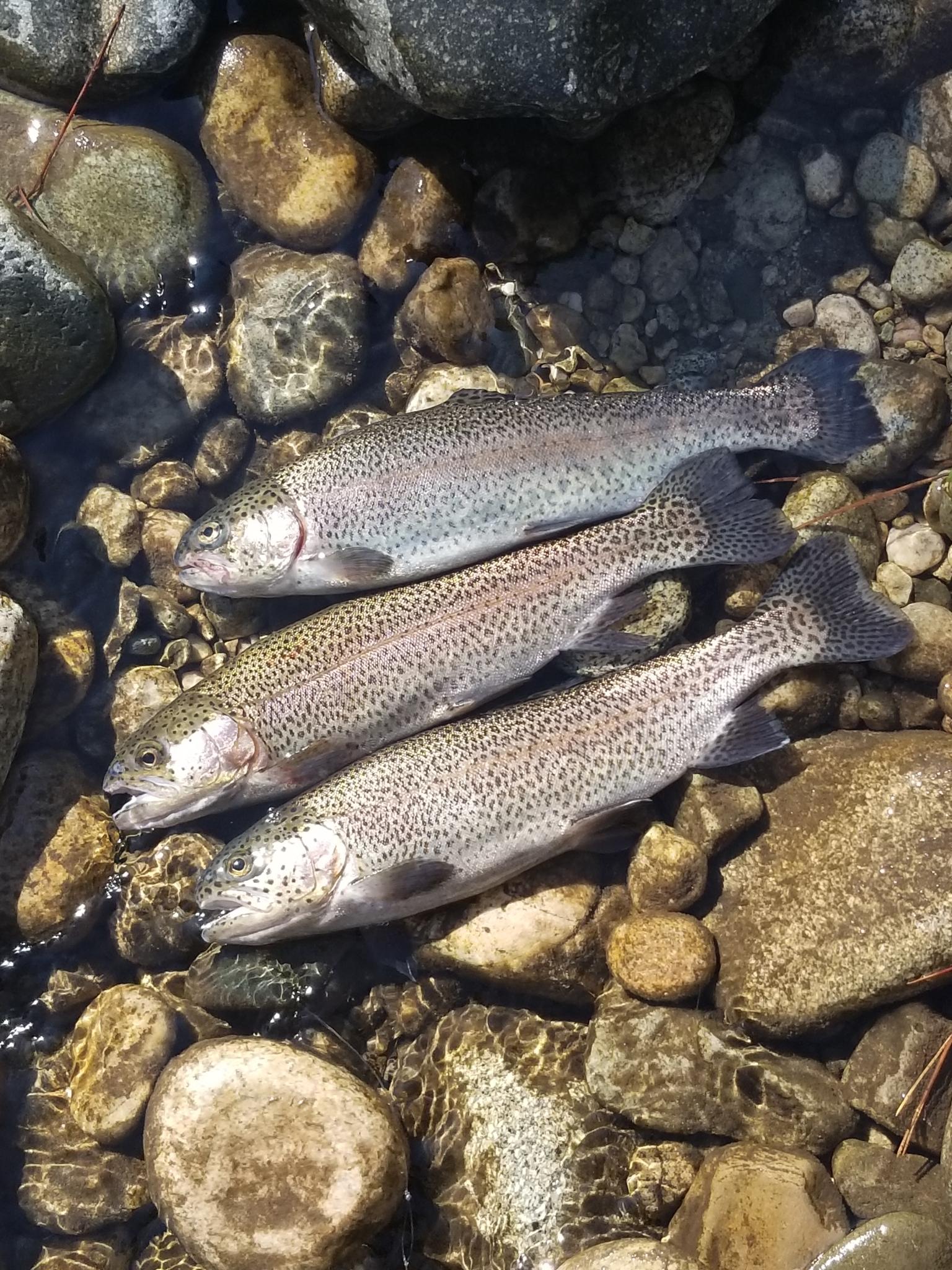 Trout