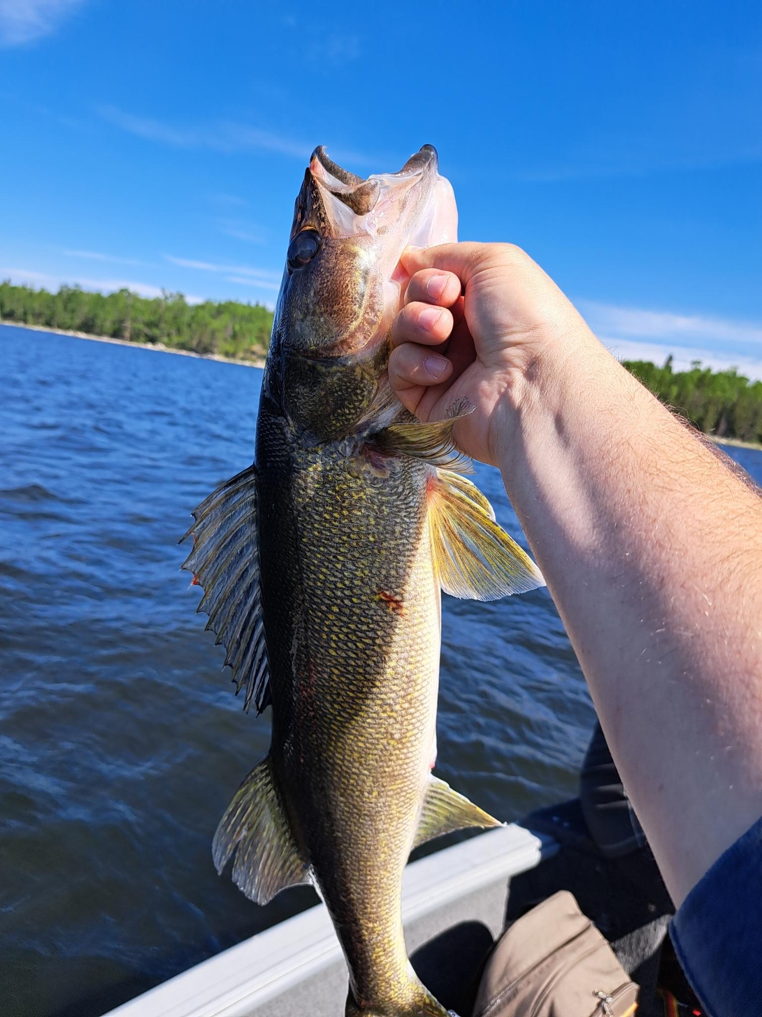 Walleye