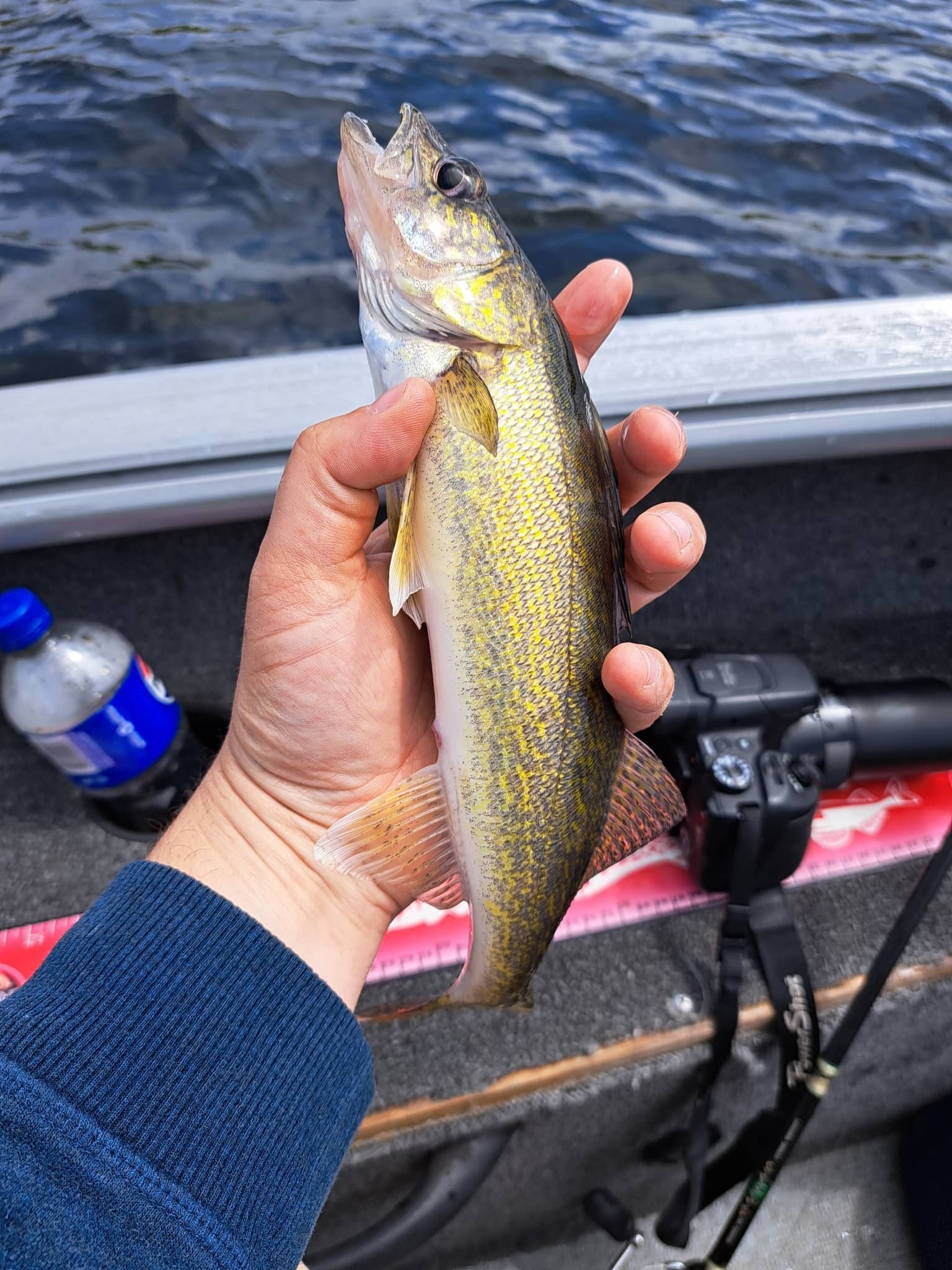 Walleye season Wisconsin WI fishing season