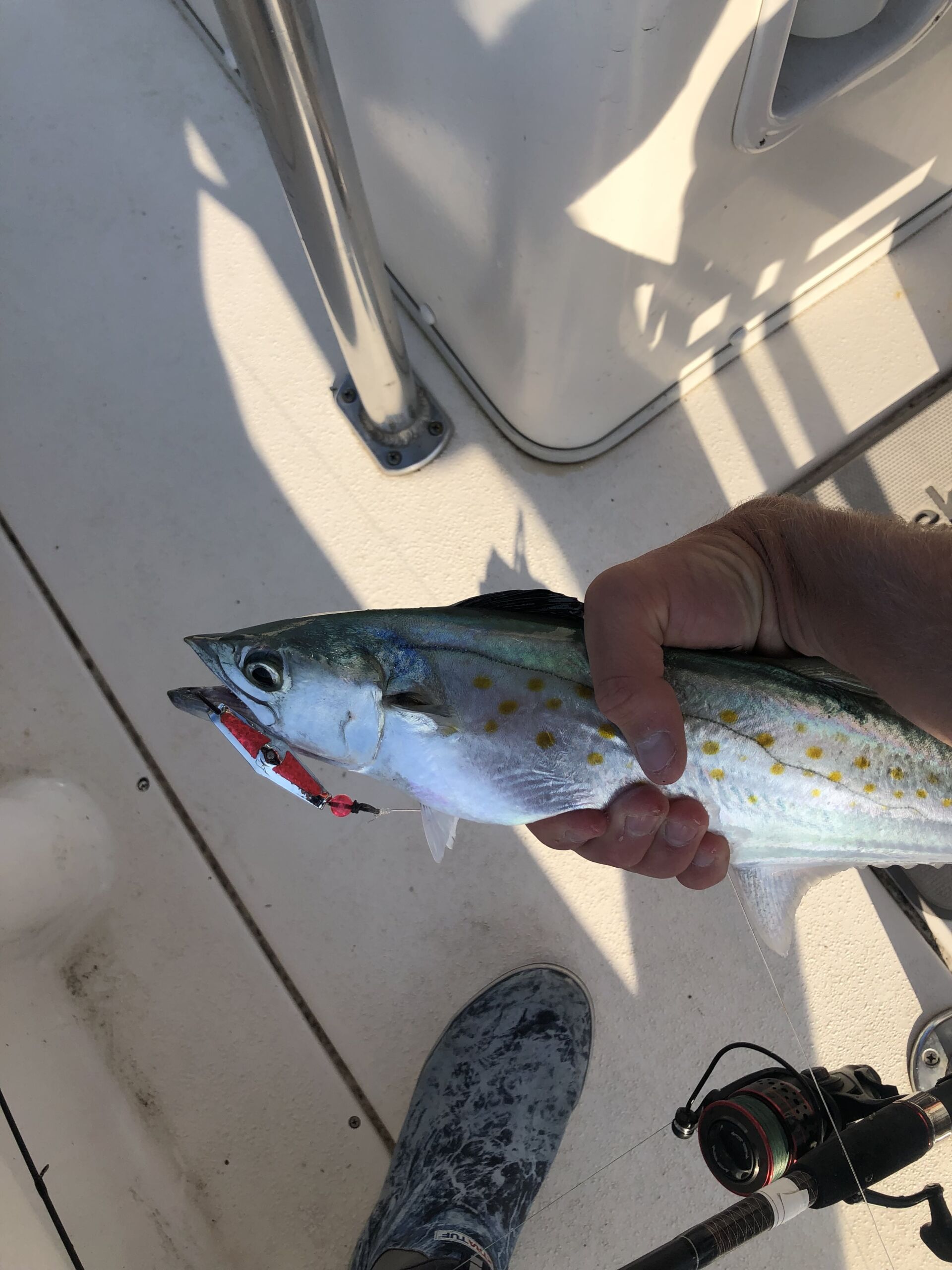Lure for Spanish Mackerel