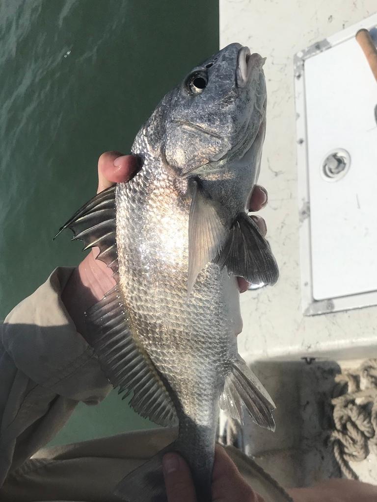 Black Drum