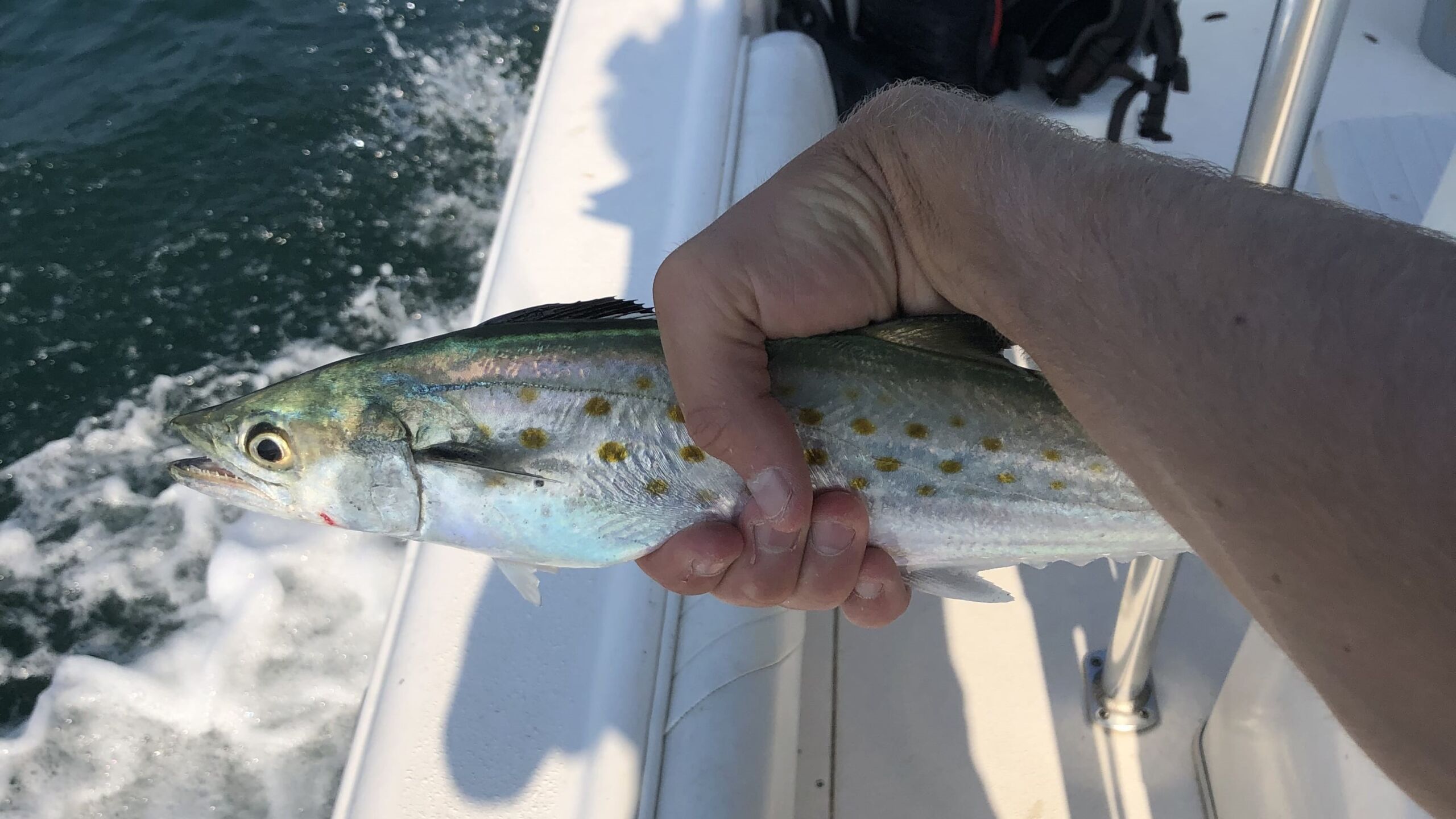 Spanish Mackerel Fishing Guide & Tips: How to Catch Spanish Mackerel Like a Pro