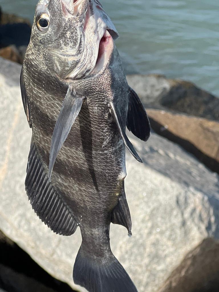 Black drum