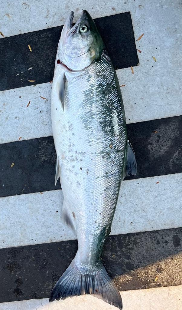 Coho salmon