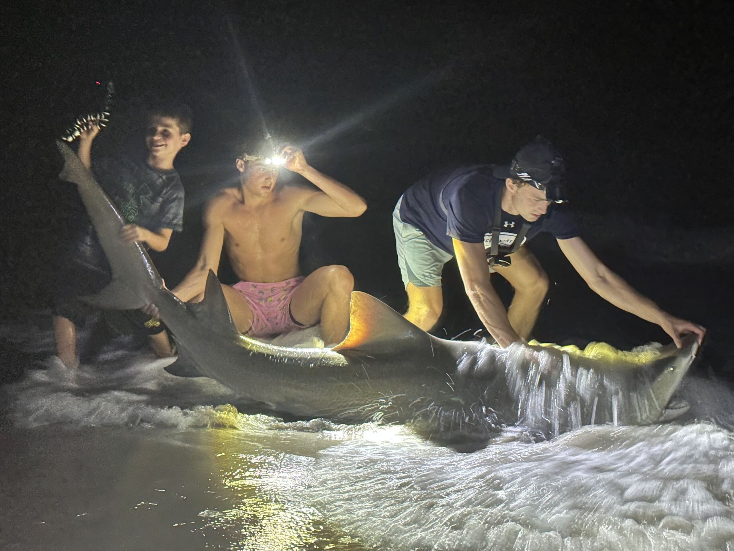 Shark fishing at night
