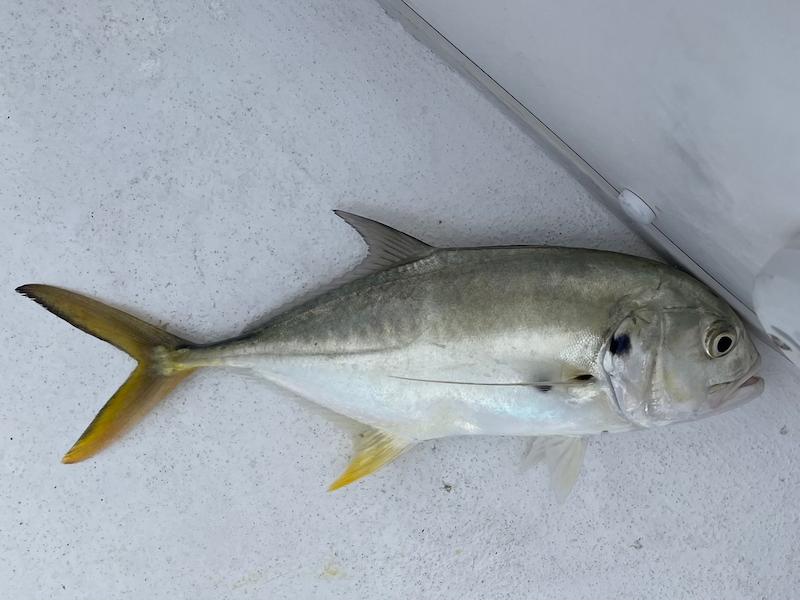 Jack Crevalle
