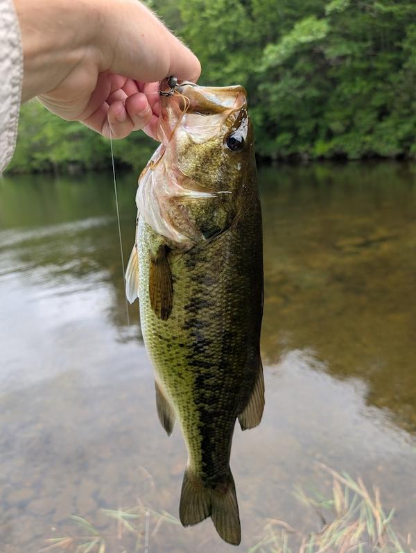 Largemouth bass