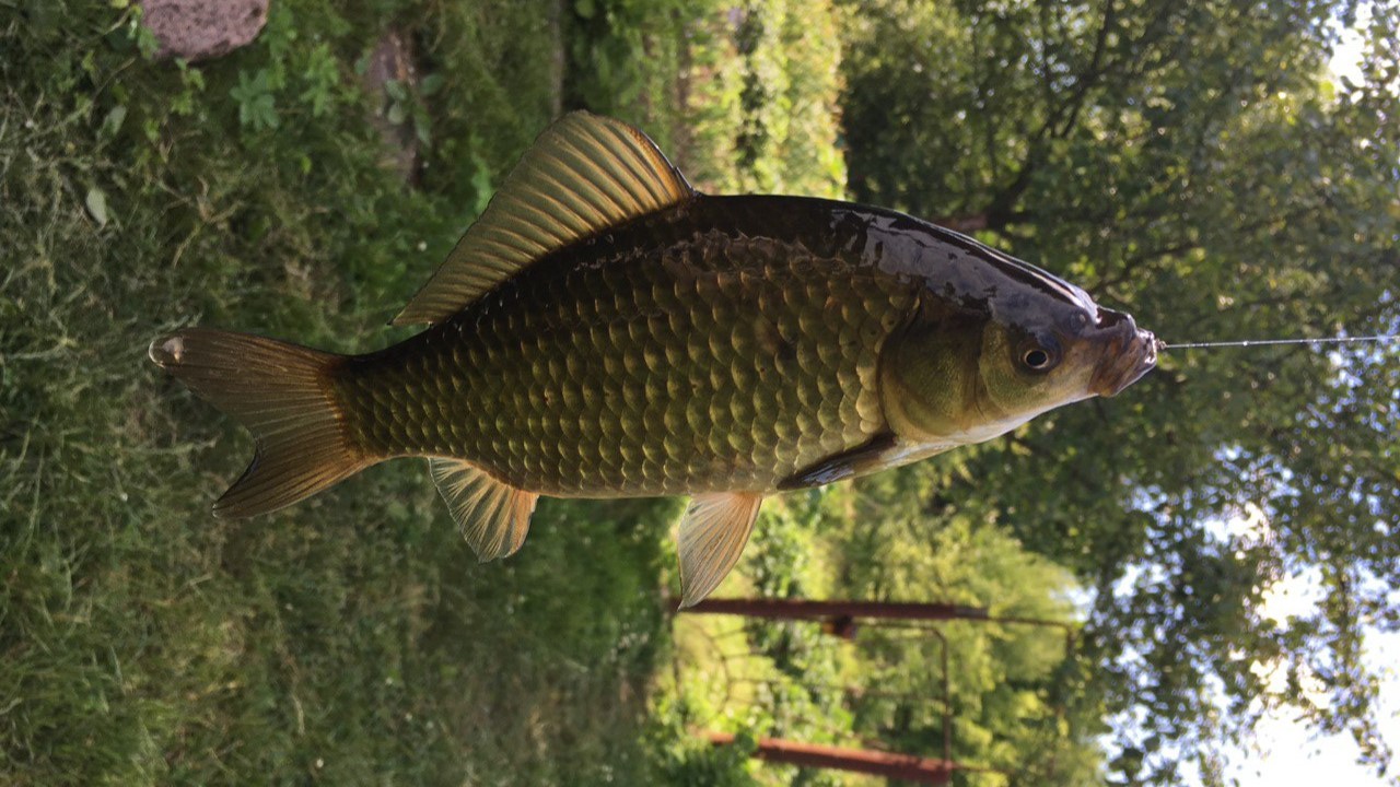 Ultimate Guide to Fishing in Manitoba: Tips, Spots & Techniques