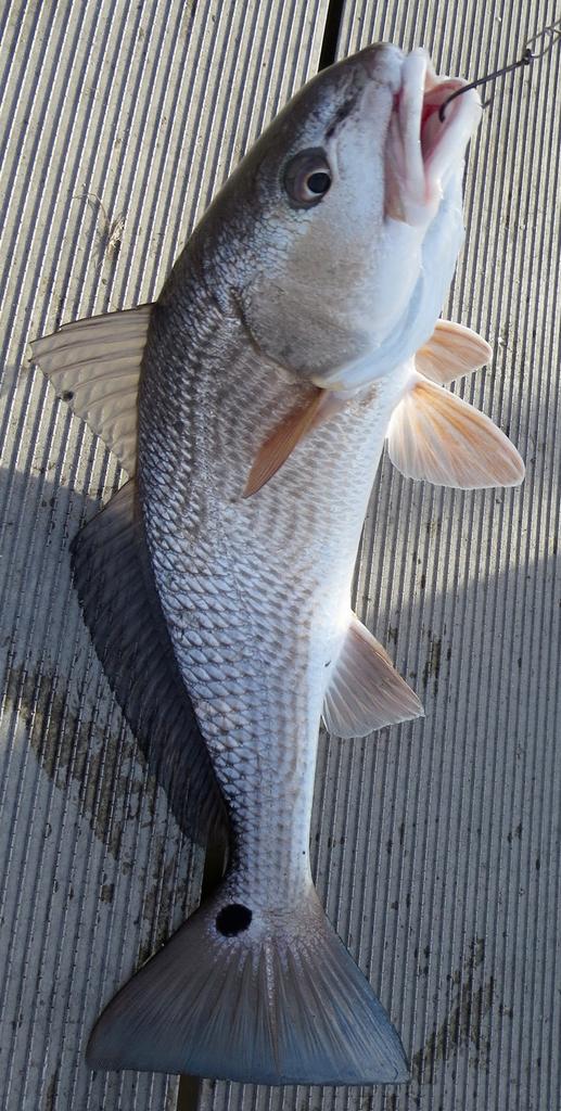 Redfish