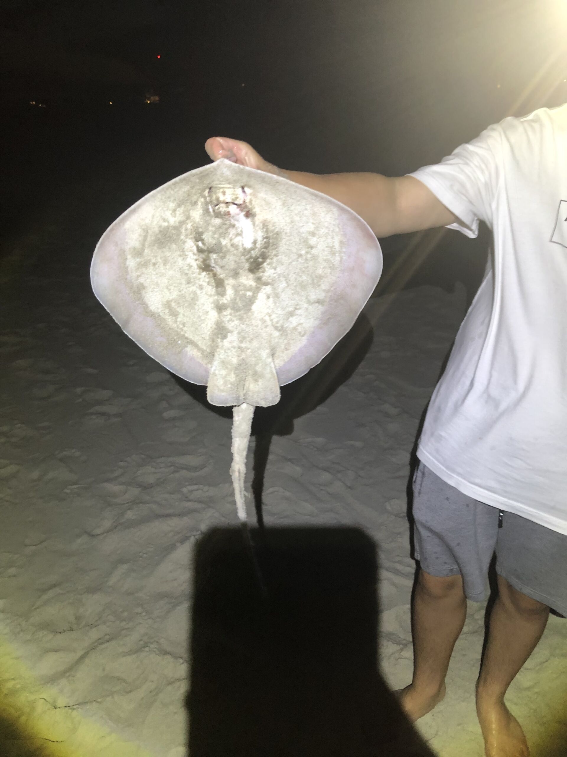 Stingray bait for catching sharks