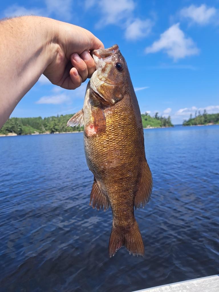 Smallmouth bass
