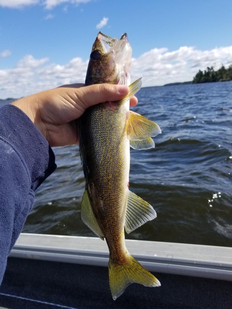Walleye