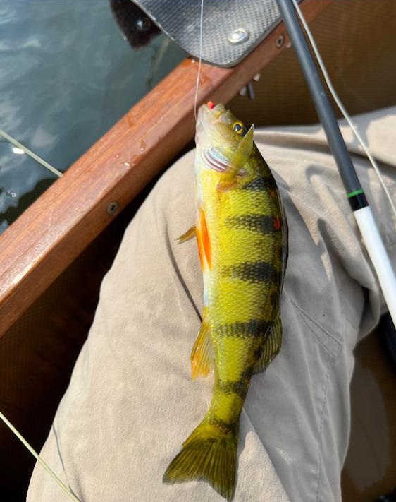 Yellow perch