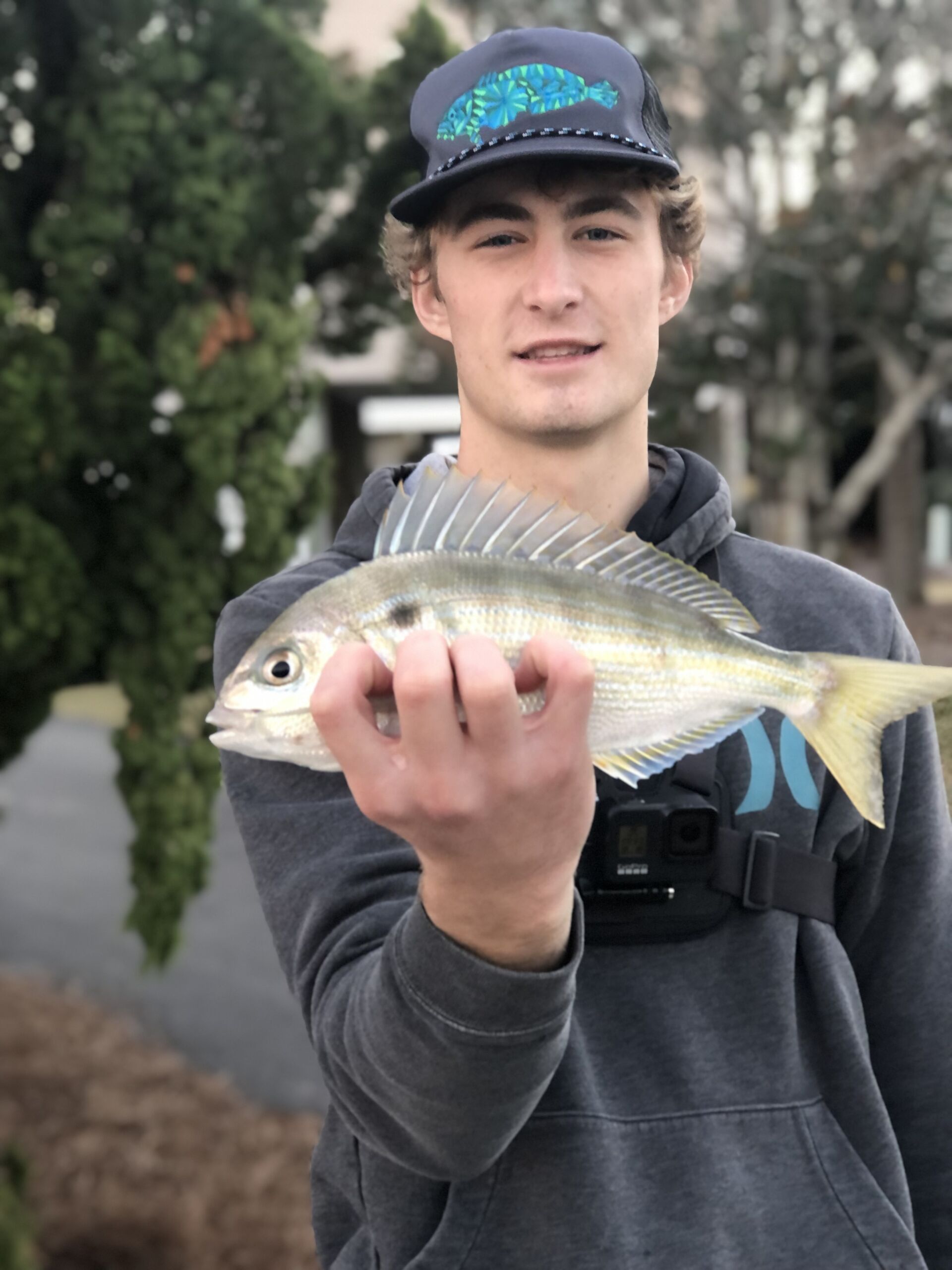 Pinfish bait