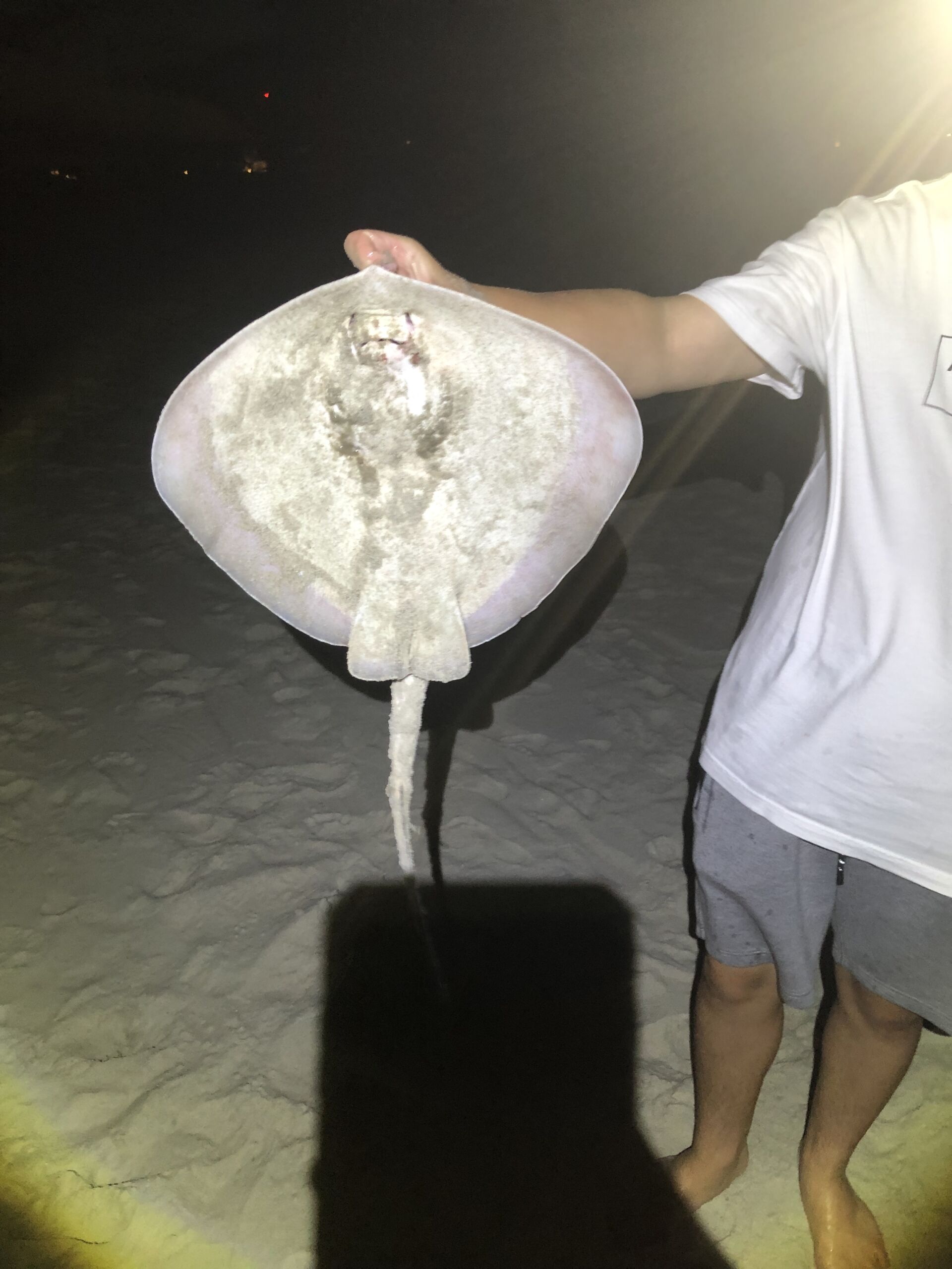 Stingray bait for fishing