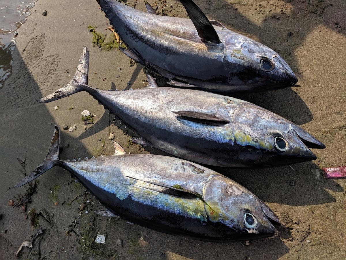 Blackfin Tuna