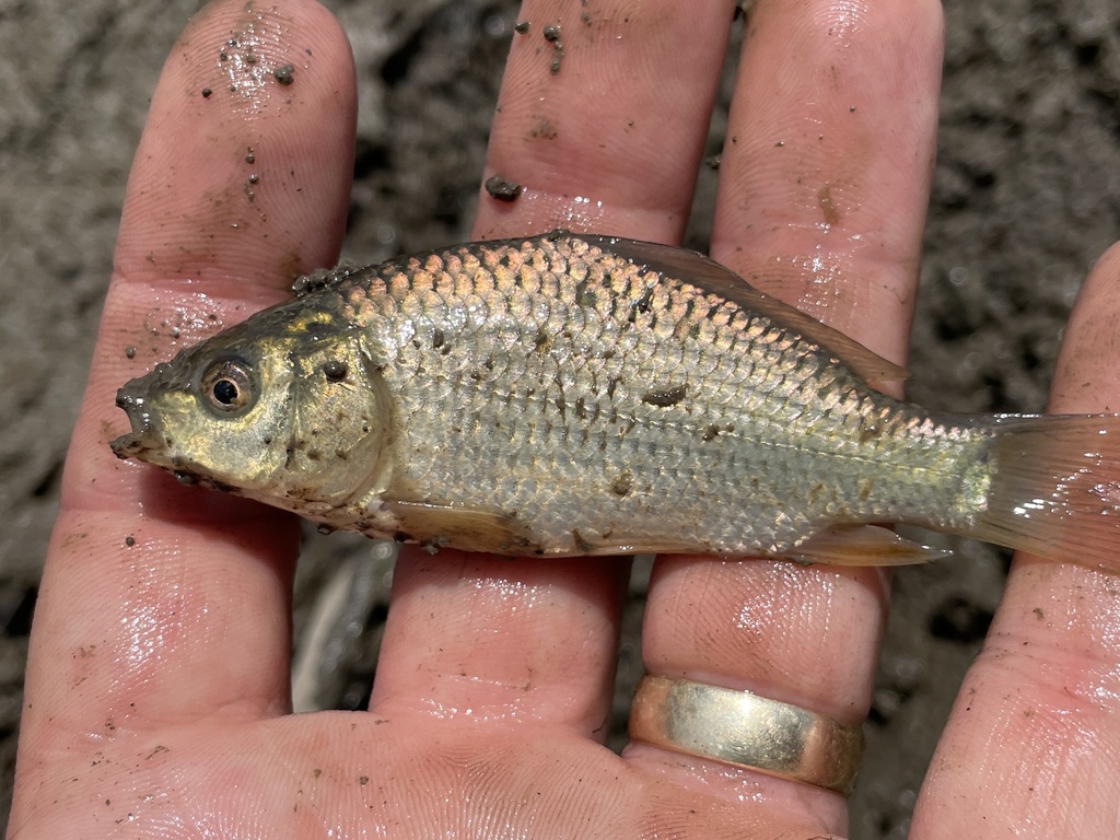 Carp - Cut baits for catfish Cut catfish bait - Carp