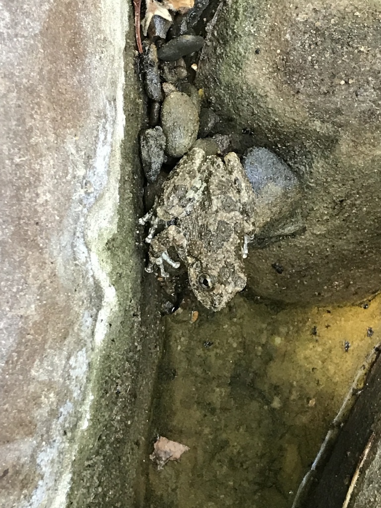 Frog - Good bait for catfish What bait to use for catfish - Frog