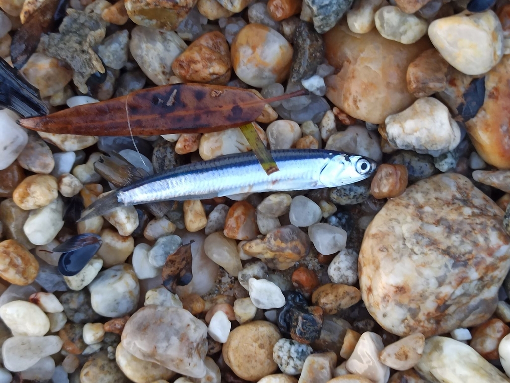 Herring - Best cut bait for catfish Good bait for catfish - Herring